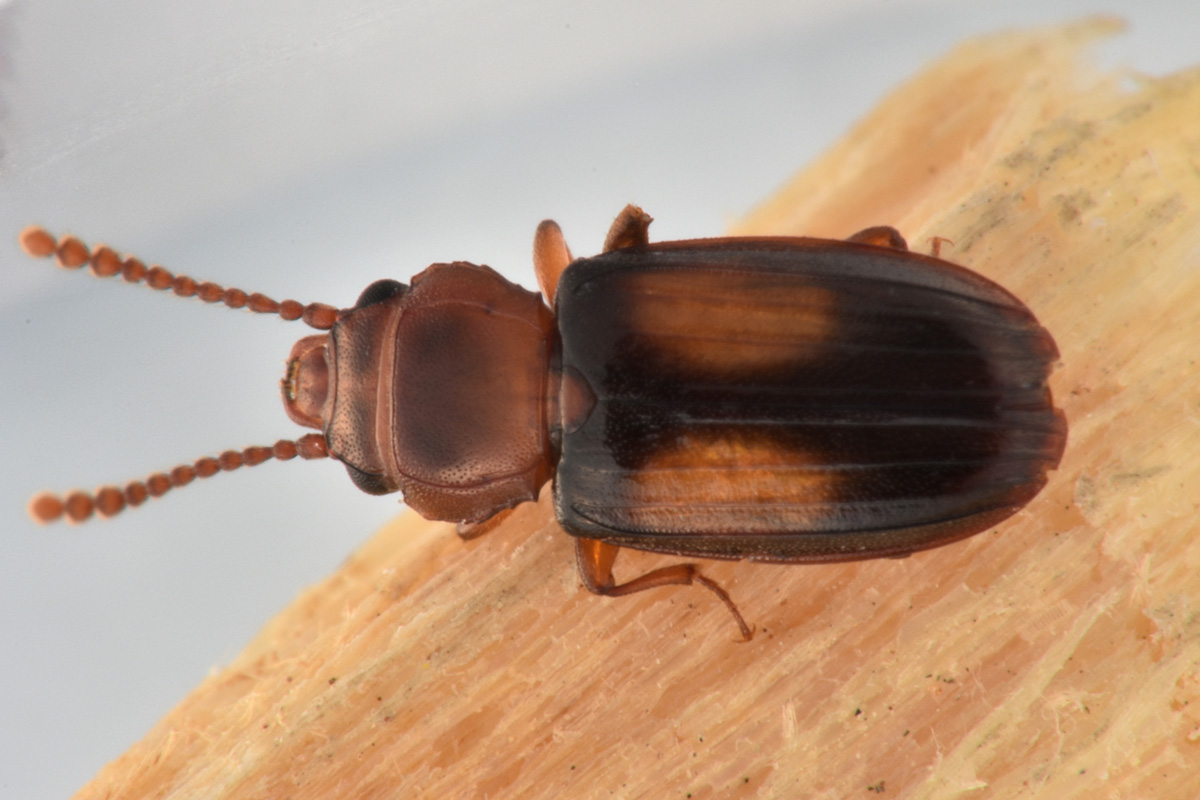 Laemophloeidae: Laemophloeus monilis? S, femmina